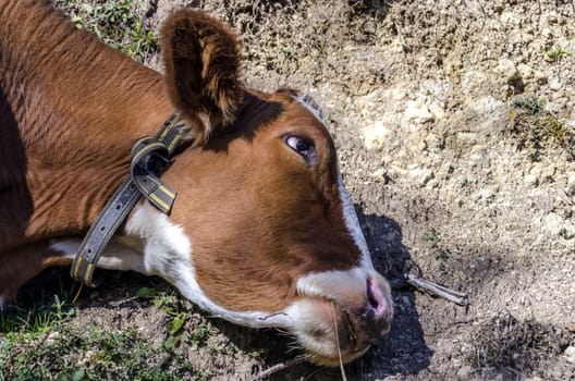 Brown cow scratching her cheek against the ground.