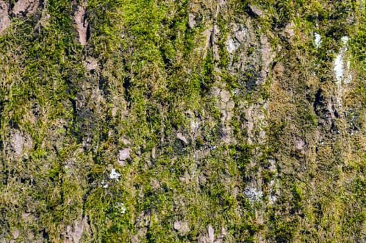 Texture of moss on a tree.