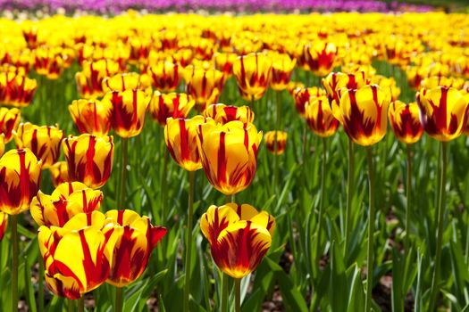 Dutch bulb field with colorful tulips in closeup