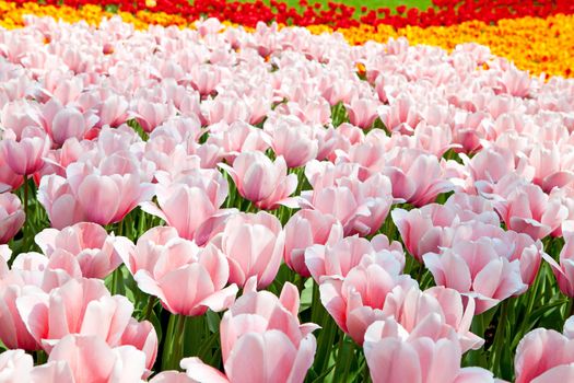 Dutch bulb field with colorful tulips in closeup