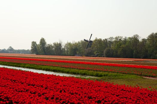 Dutch bulb field with red tulips and windmill