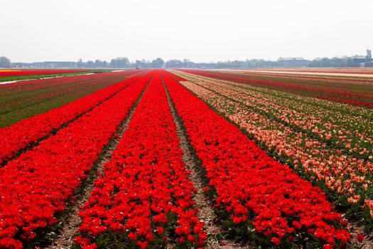 Typical Dutch bulb field with red tulips 