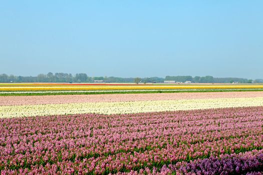 Dutch bulb field of pink and colorful hyacinths 
