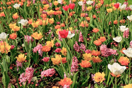 Dutch bulb field with colorful tulips and hyacinths in closeup