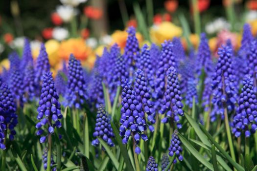 Muscari botryoides flowers, also known as blue grapes, in closeup