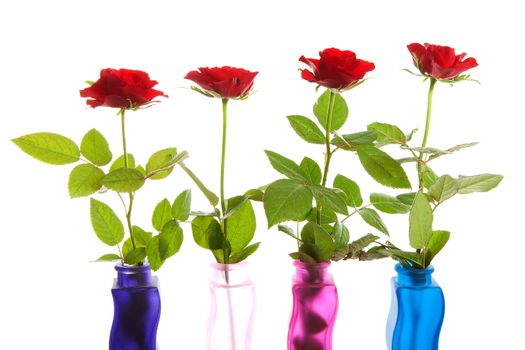 Four red roses in a row over white background