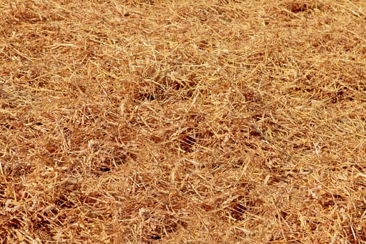 Empty golden bed of straw in closeup