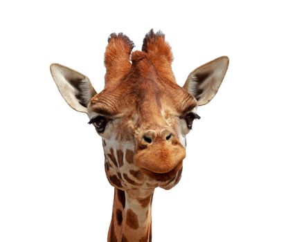 Giraffe looking into camera over white background