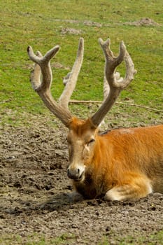 Deer resting in the sand with eyes closed
