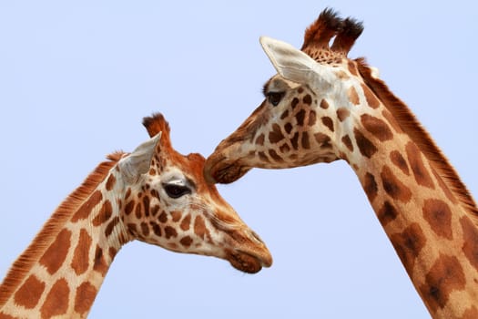 Two giraffe heads in closeup against blue sky