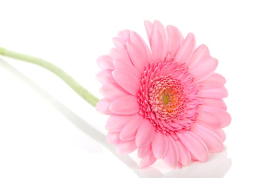 One beautiful pink Gerber flower over white background