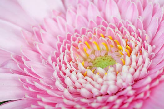 Heart of pink Gerber flower in closeup
