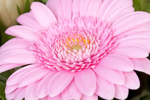 Heart of pink Gerber flower in closeup