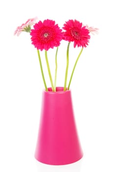 Pink Gerber flowers in vase over white background