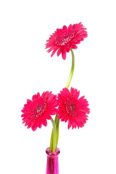 Pink Gerber flowers in vase over white background