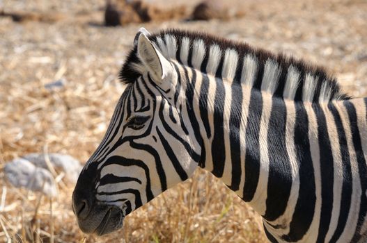 Lonely Zebra in Etosha National Park, Namibia