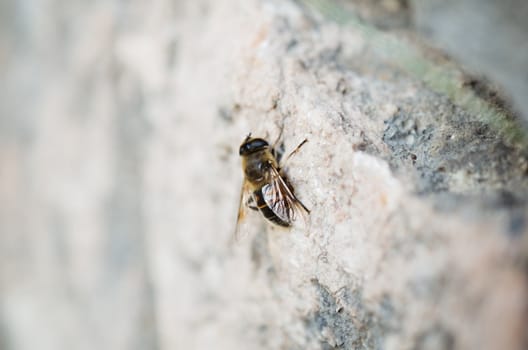 Small wasp sitting on the stone