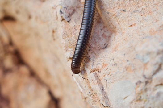 Centipede on the ground