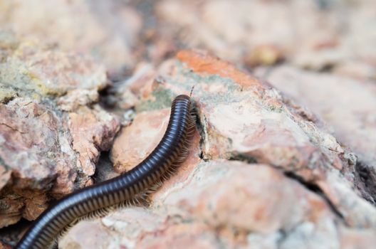 Centipede on the ground