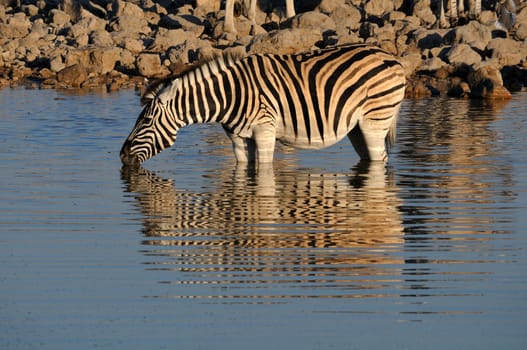 Zebra drinking water, Okaukeujo waterhole, Etosha National Park, Namibia