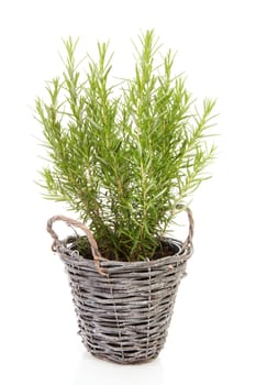 Fresh rosemary in cane basket over white background