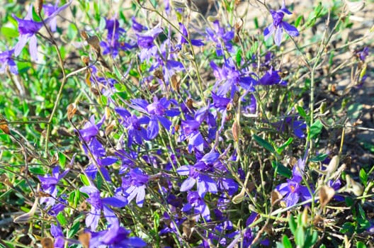 Purple flowers in the field in summer