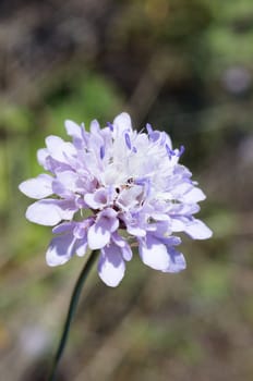 Purple flowers in the field in summer