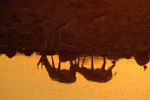 Reflection of Springbok at sunset  in the Etosha National Park in Namibia