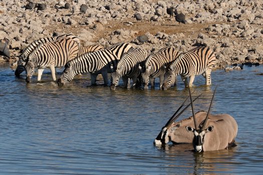 Zebras and Oryx drinking water, Okaukeujo waterhole, Etosha National Park, Namibia