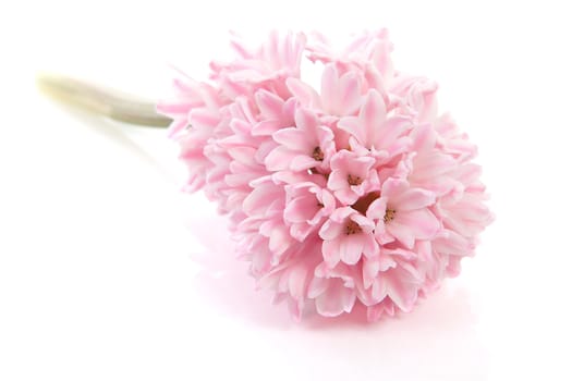 Pink hyacinth flower over white background 
