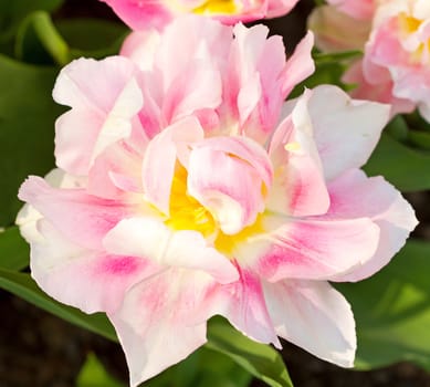 Beautiful pink Dutch tulip flower in closeup