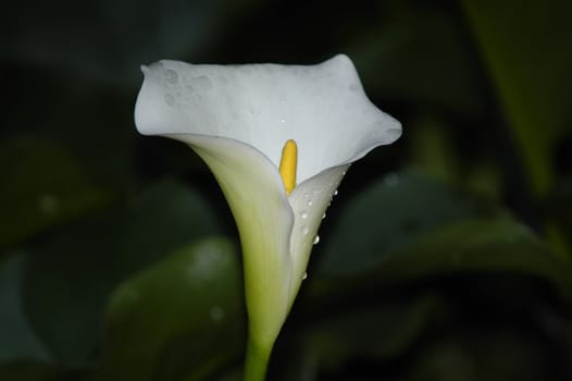 Arum Lily, �Zantedeschia aethiopica, endemic to Southern Africa
