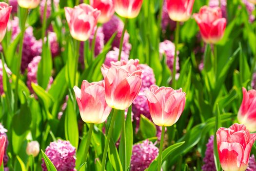 Beautiful pink Dutch tulip flowers in closeup