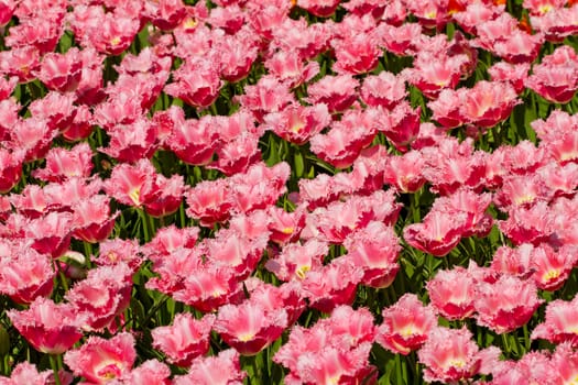 Field with beautiful pink Dutch tulips in closeup
