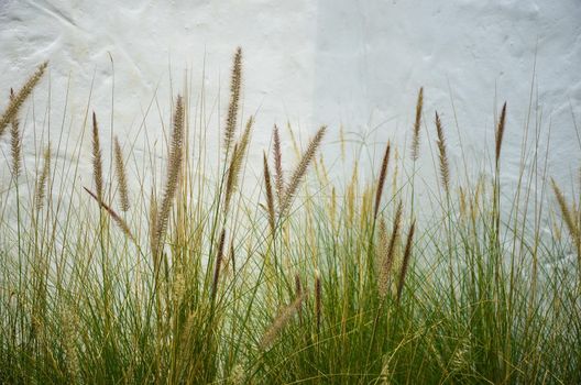 Grass on white background.