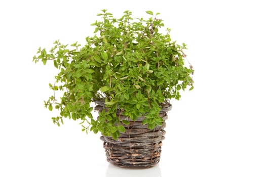 fresh Oregano in cane bucket over white background