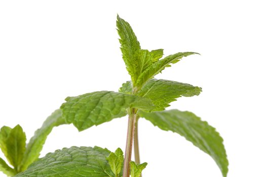 Fresh mint leaf in closeup over white background