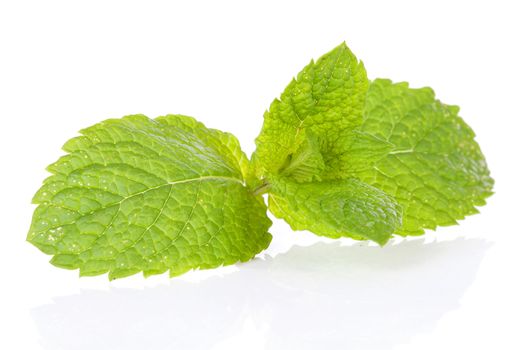 Fresh mint leaf in closeup over white background