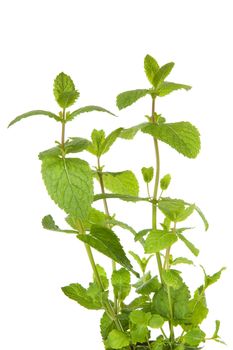 Fresh mint plant in closeup over white background