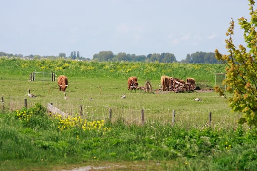 Group of Galloway cow with horns on field