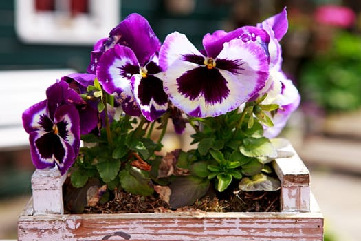 colorful viola flowers in closeup
