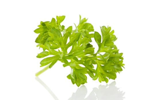 Macro of fresh parsley over white background
