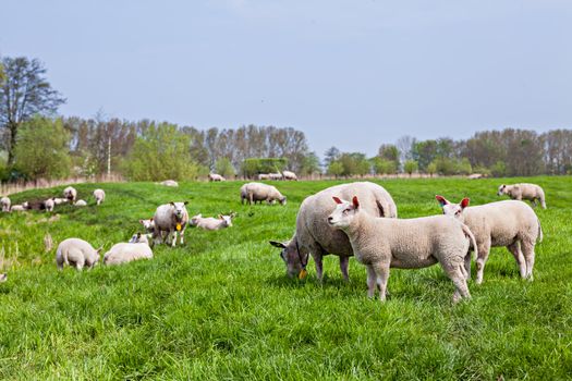 A farmland landscape in holland with herd sheep