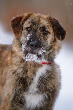 Portrait of a shaggy mongrel. Dog on snow.
