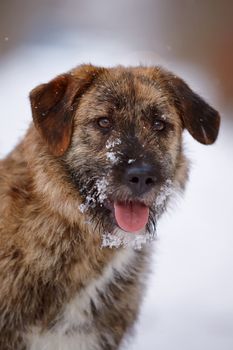 Portrait of a shaggy mongrel. Dog on snow.