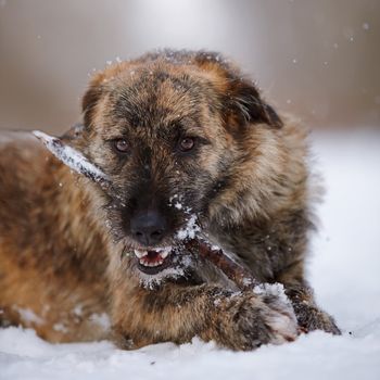 The shaggy mongrel gnaws a stick. Dog on snow.