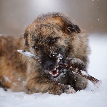 The shaggy mongrel gnaws a stick. Dog on snow.