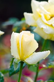 Yellow roses close up. Background.