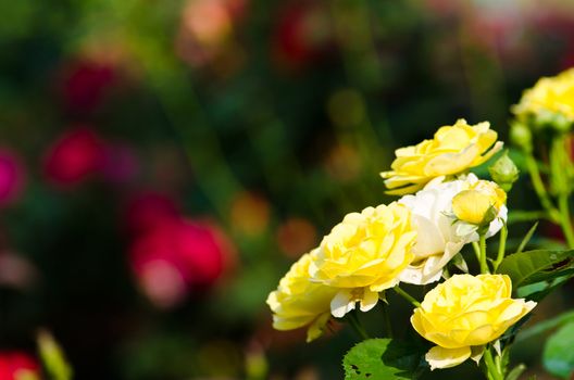 Yellow roses close up. Background.