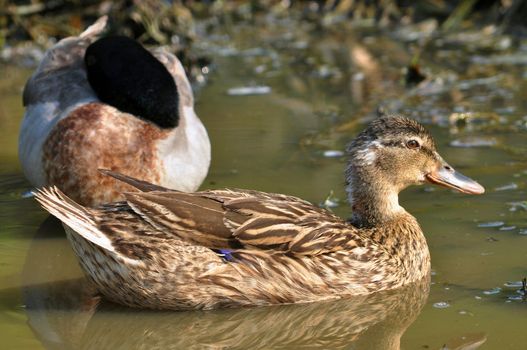 The male birds have a bright green or blue head, while the female's is light brown.